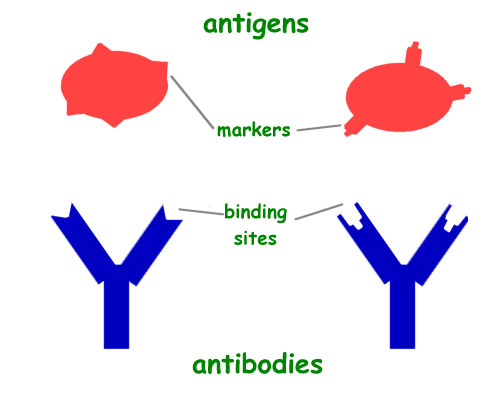 antibodies_and_antigens.gif