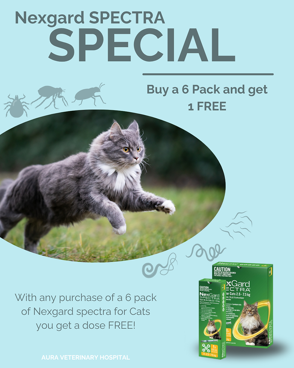 Nexgard SPECTRA cats - Aura (Instagram Post (45))
