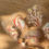 Thumbnail: Mushroom Sticker Sheet