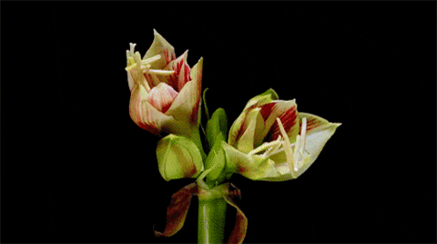 timelapse flowers GIF.gif