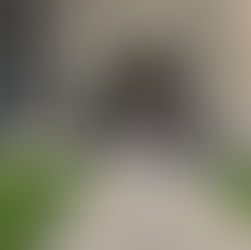 TRENTO - Banksy, alle Albere l'artista del PRESENTE!