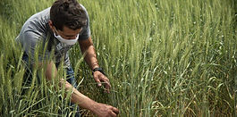 El aporte del trigo a la
agricultura de conservación