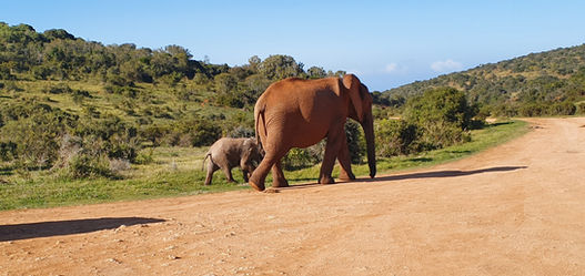 Adult elephant and calf on dirt road