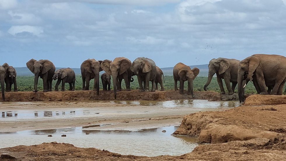 Thumbnail: Full-Day Addo Park & Giraffe Walk Safari