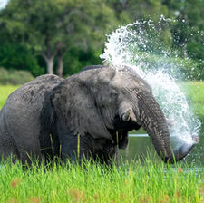 Elephant Bull having fun in the water