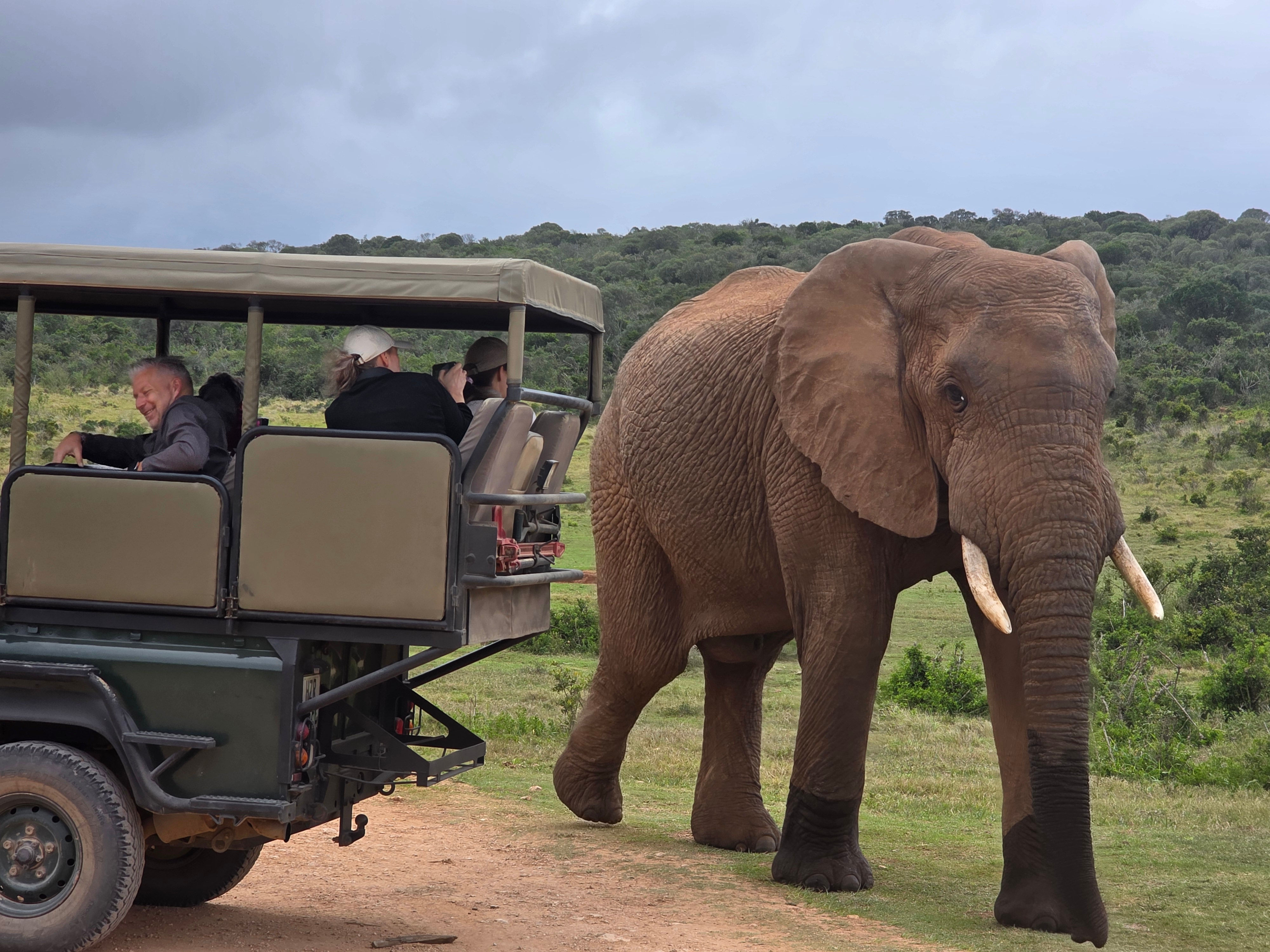 Half-Day Addo Elephant National Park Safari