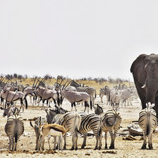 Visiting Etosha National Park