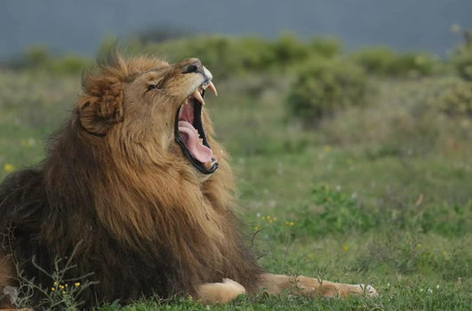 Male lion with a large mane yawning in green grass