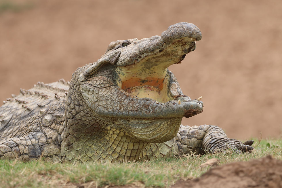 Thumbnail: Schotia Reserve TOOTH & CLAW Safari