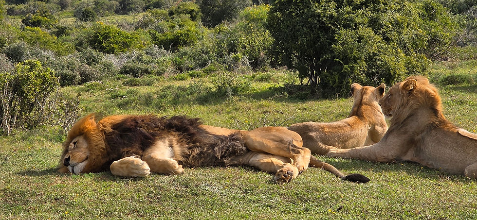 Thumbnail: Full-Day Schotia Reserve & Giraffe Walk Safari