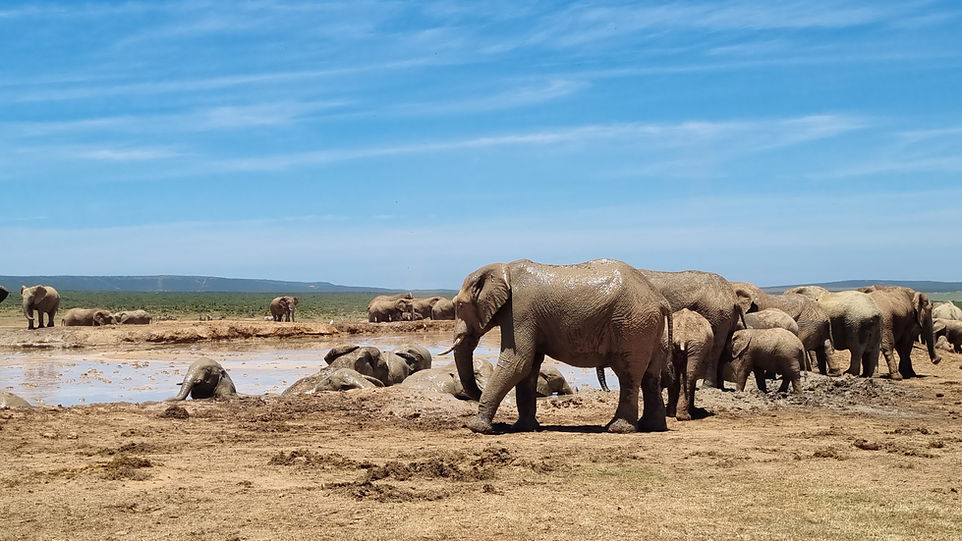 Elephant