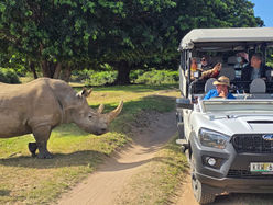 Close up encounter with an white rhino at Schotia Game Reserve