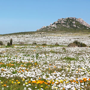 Namaqualand wildflowers field and rocky hill