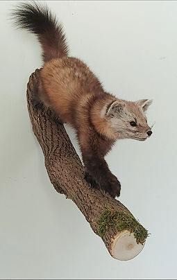 MartenFullBody.JPG
