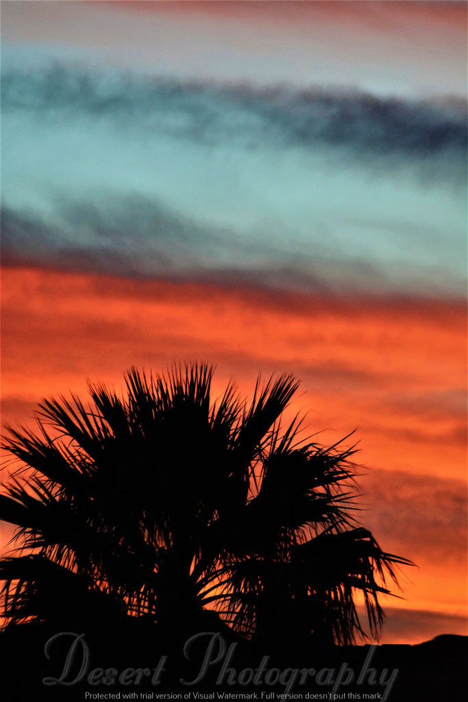 DSC_8006e
