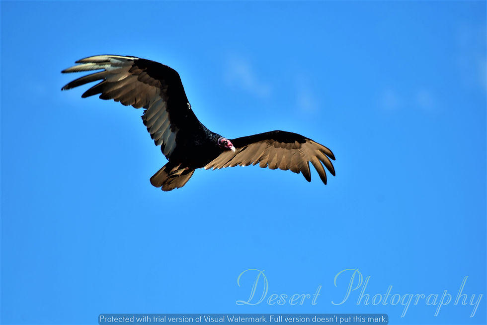 DSC_8557e