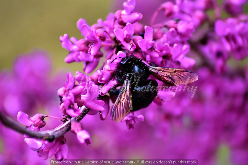 DSC_6308e