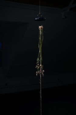 Flower of Impermanence. 2021. Carerra Marble, rope, walleria impatience flowers, epoxy, magnets, con