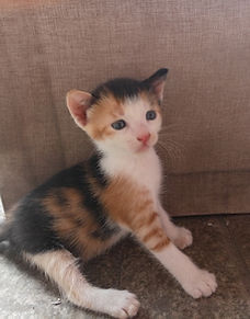 Esta gatita busca un lugar acogedor que la llene de amor y ternura.
