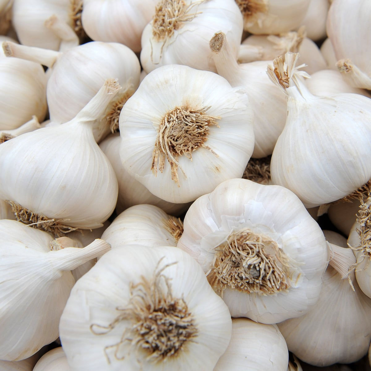 Fresh Garlic 500Grams (1/2 kilo)