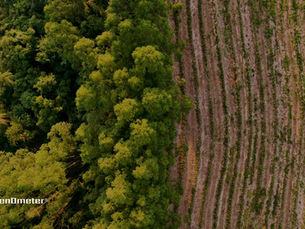 Evropský parlament má jasno: implementace nařízení o odlesňování EUDR bude odložena o rok. Co dál?