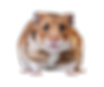 Untitled design (61).png