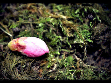 Fleurs de Pêcher