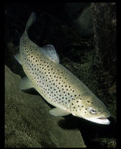Papillotes de truites au fenouil citronnées