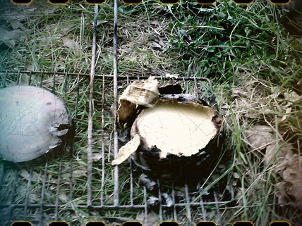 Camembert