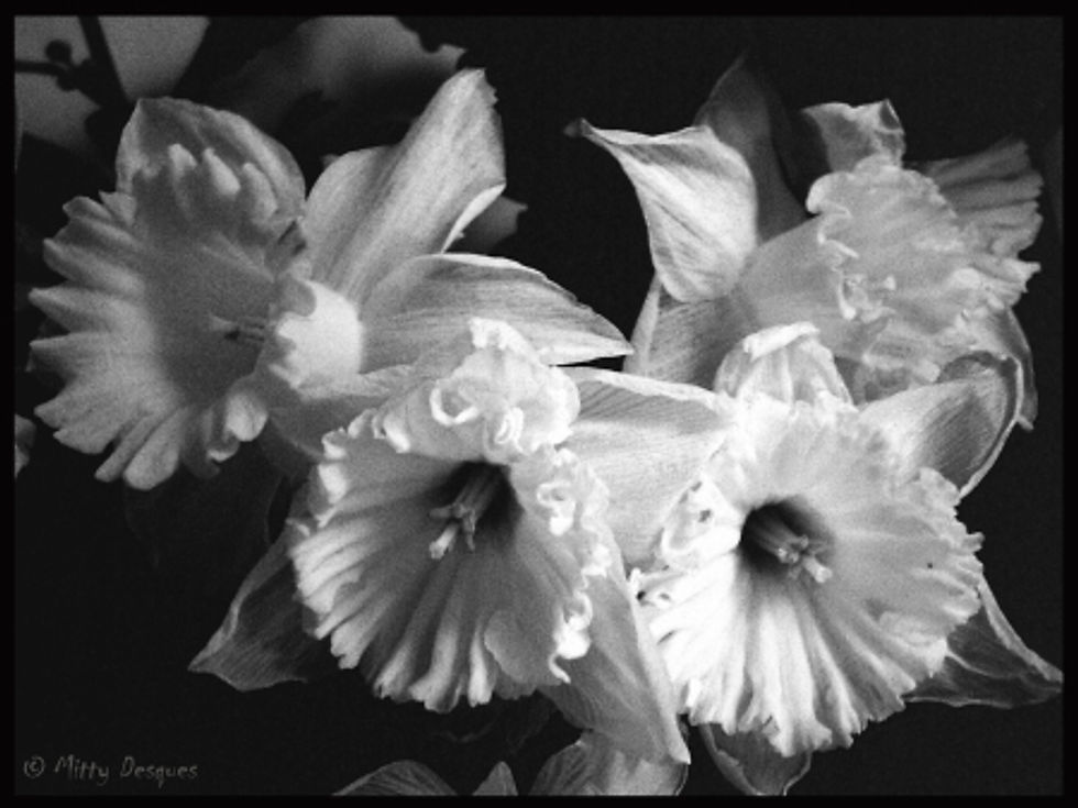 Narcisses