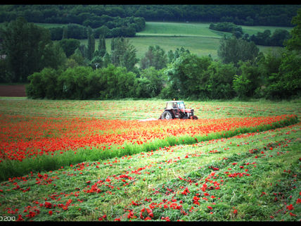 Le fauchage des coquelicots