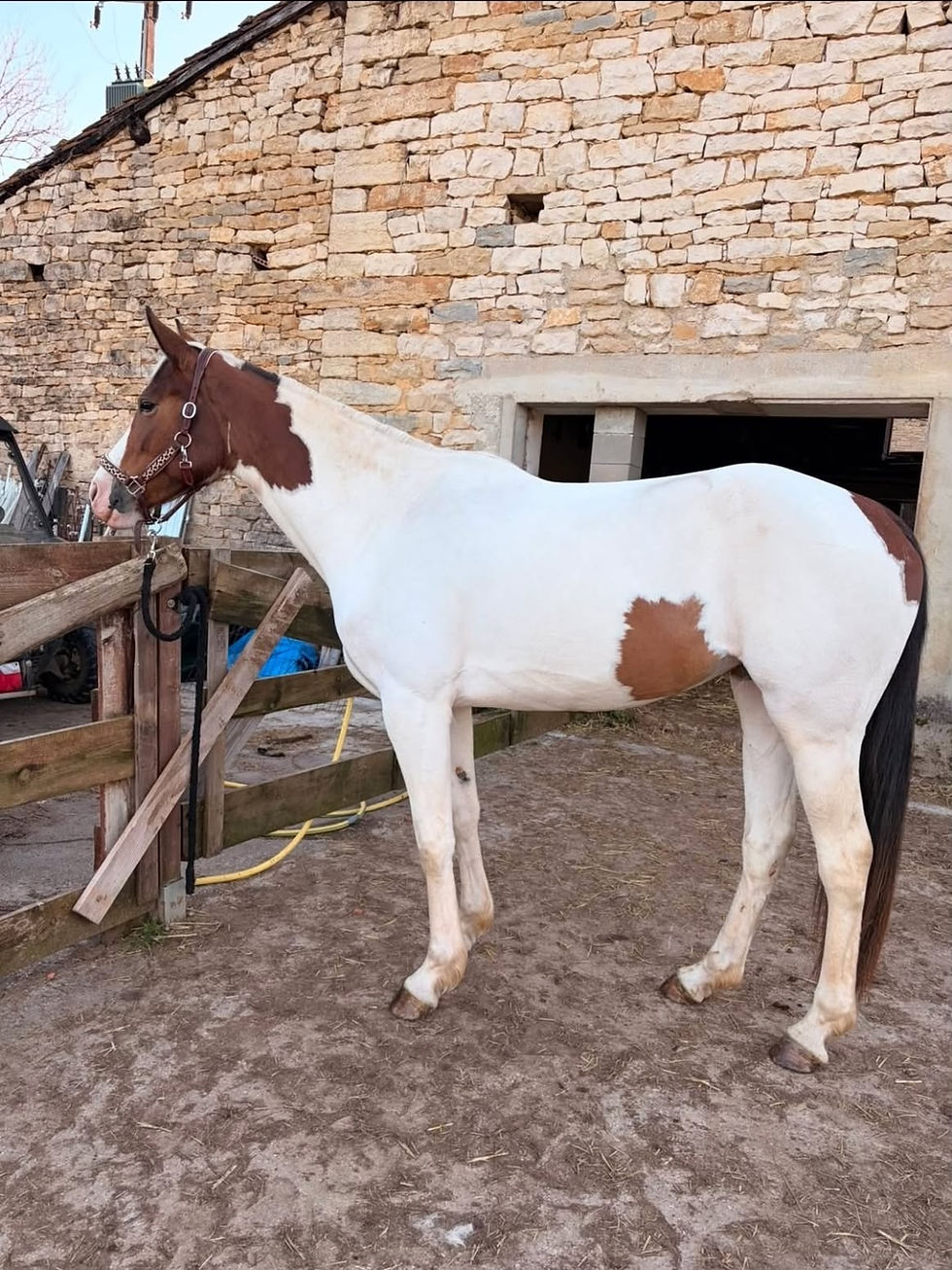 Margot Comtet - travail de vos chevaux - Merveille des beaux.jpg