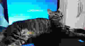 Briti (gato para adoção)- instalando atualização até chegar no lar permanente