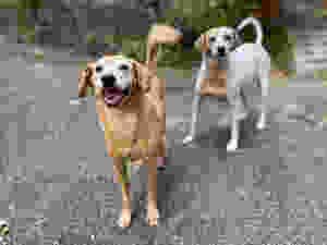 Como Cuidar Melhor Do Seu Cachorro