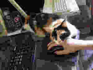 Amora está trabalhando demais