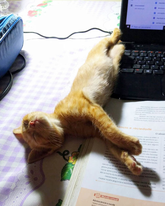 Lorde, um gatinho fofo, cansou de trabalhar.