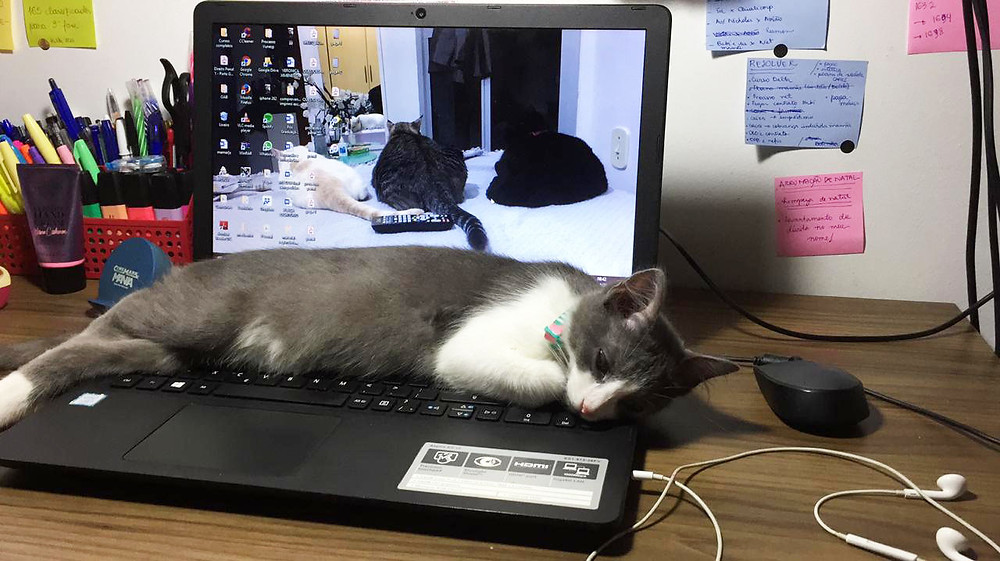 Panqueca gosta de dormir no home office