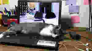 Panqueca gosta de dormir no home office