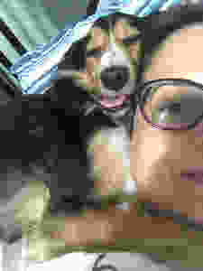 Cachorro relaxado com a boquinha aberta