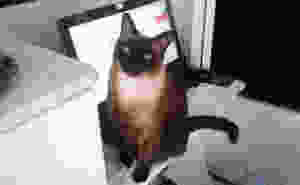 Luna no home office