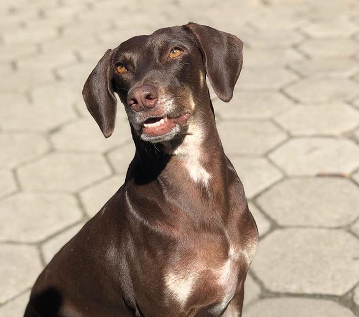 Mel - cachorro para adoção