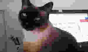 Luna a gatinha propaganda do Patinhas Carentes