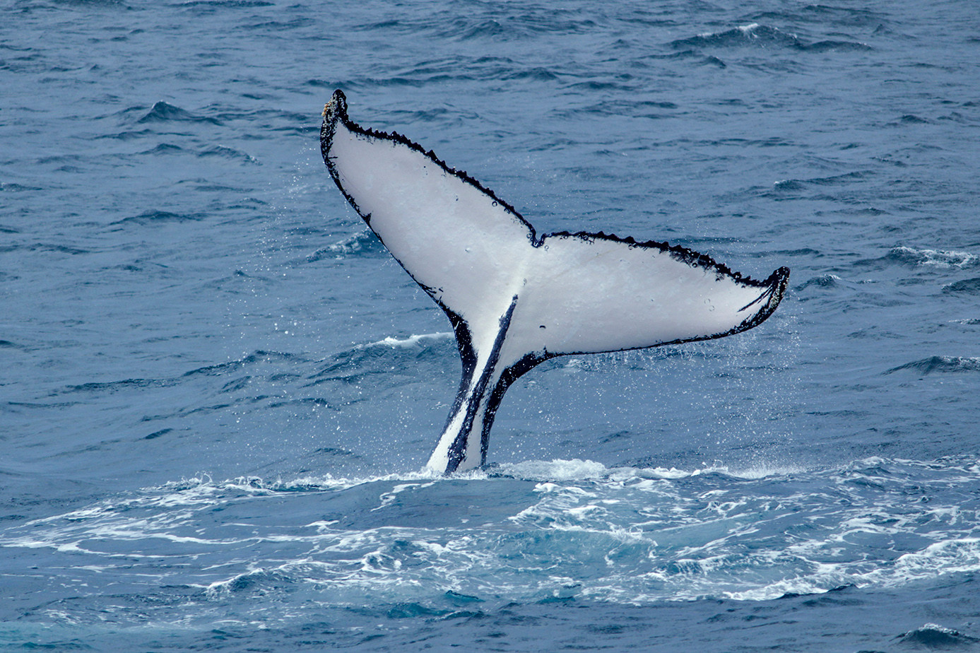 Zoo Pomerode - Zoo Pomerode added a new photo., image size:1387x924