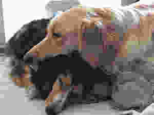 Amor entre irmãos