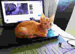 Lorde (gatinho fofo) quer atenção
