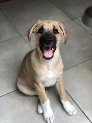 zeus_cachorro-para-adocao_patinhascarentes_02.jpeg