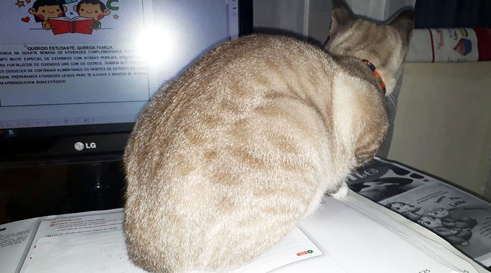 Chico mostrando sua bunda maravilhoso