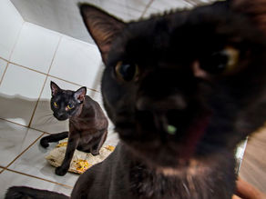 Porque é Melhor Adotar Gatos Sempre em Dupla
