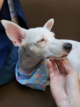 pink-cachorro-para-adocao-01.jpeg