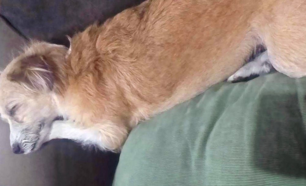 Apoiando a cabeça com a patinha
